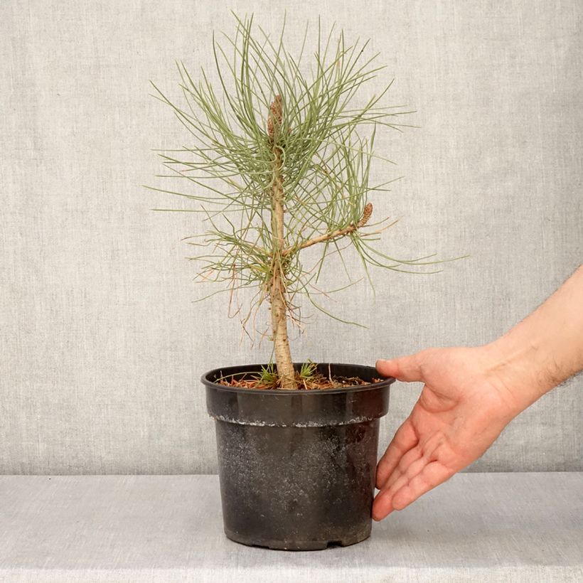 Spécimen de Pin de Jeffrey - Pinus jeffreyi Pot de 3L/4L tel que livré au printemps