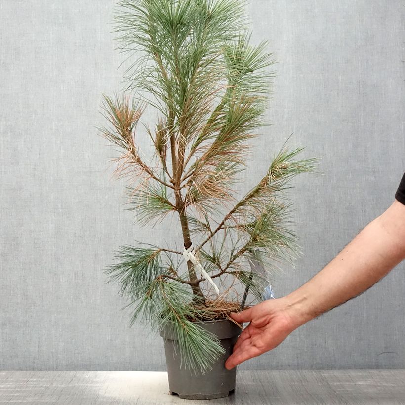 Spécimen de Pin de l'Himalaya - Pinus wallichiana Densa Hill Pot de 3L/4L tel que livré au printemps