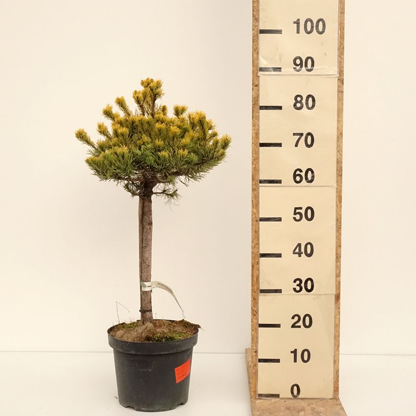Example of Pin de montagne - Pinus mugo Carsten's Wintergold Pot de 7,5L/10L as you get in hiver