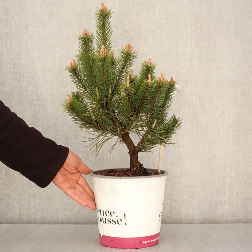 Spécimen de Pin de montagne - Pinus mugo Gnom Pot de 2L/3L tel que livré au printemps
