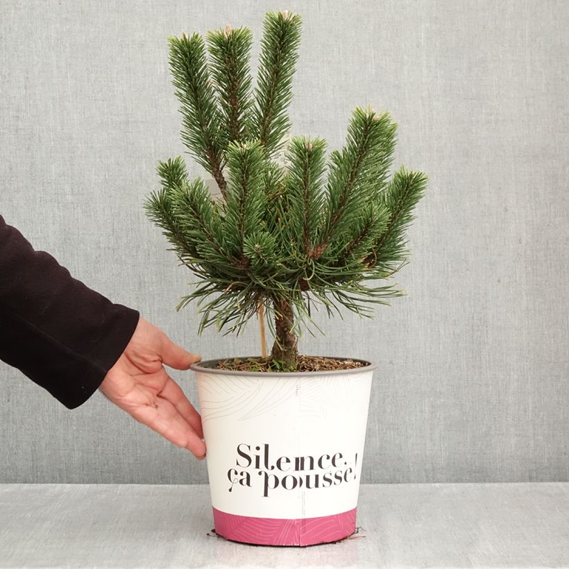 Spécimen de Pin de montagne - Pinus mugo Gnom Pot de 2L/3L tel que livré en automne
