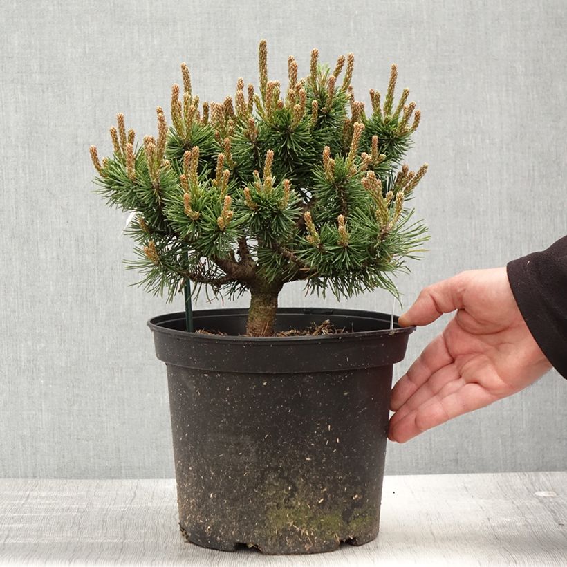 Example of Pin de montagne - Pinus mugo Lilliput                        Pot de 4L/5L as you get in printemps