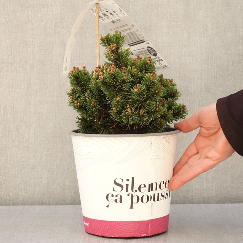 Example of Pin de montagne - Pinus mugo Sherwood Compact Pot de 2L/3L as you get in printemps