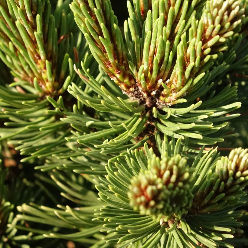 Pin de montagne - Pinus mugo Sherwood Compact (Foliage)