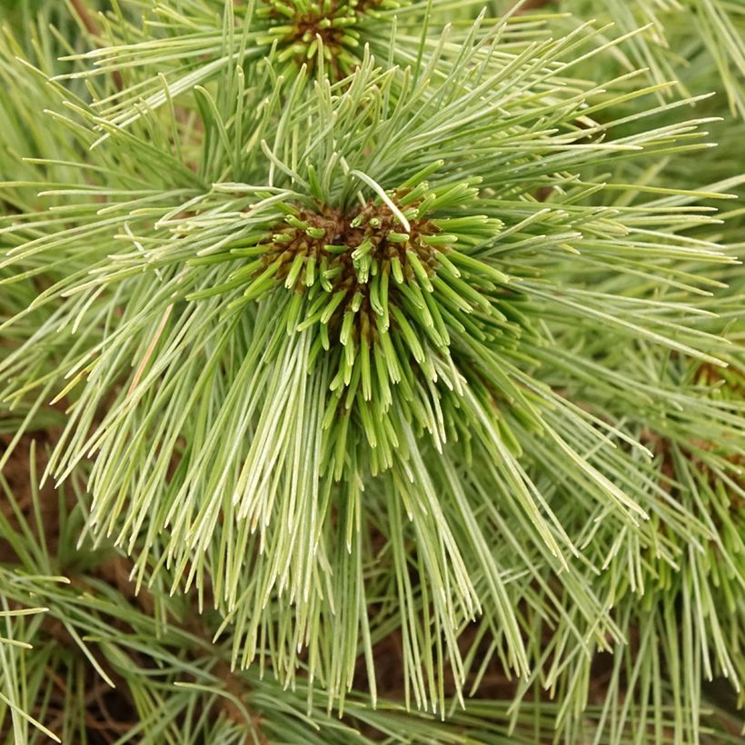 Pin de Weymouth nain - Pinus strobus Mary Butler (Foliage)