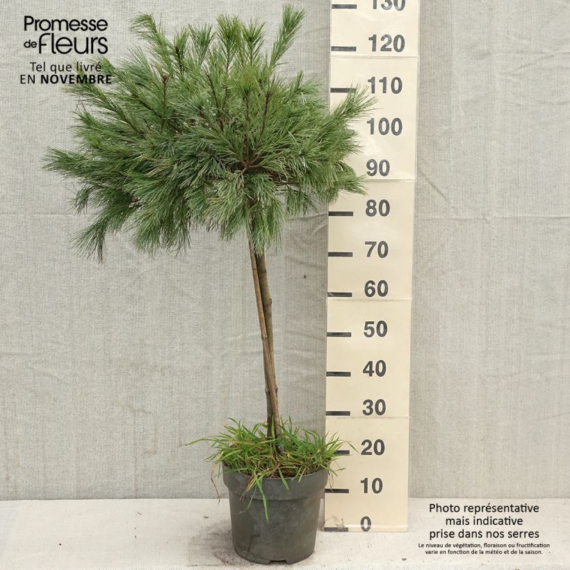 Spécimen de Pin de Weymouth nain - Pinus strobus Mary Butler Pot de 7,5L/10L, Tige, Tige de 60 cm tel que livré en automne