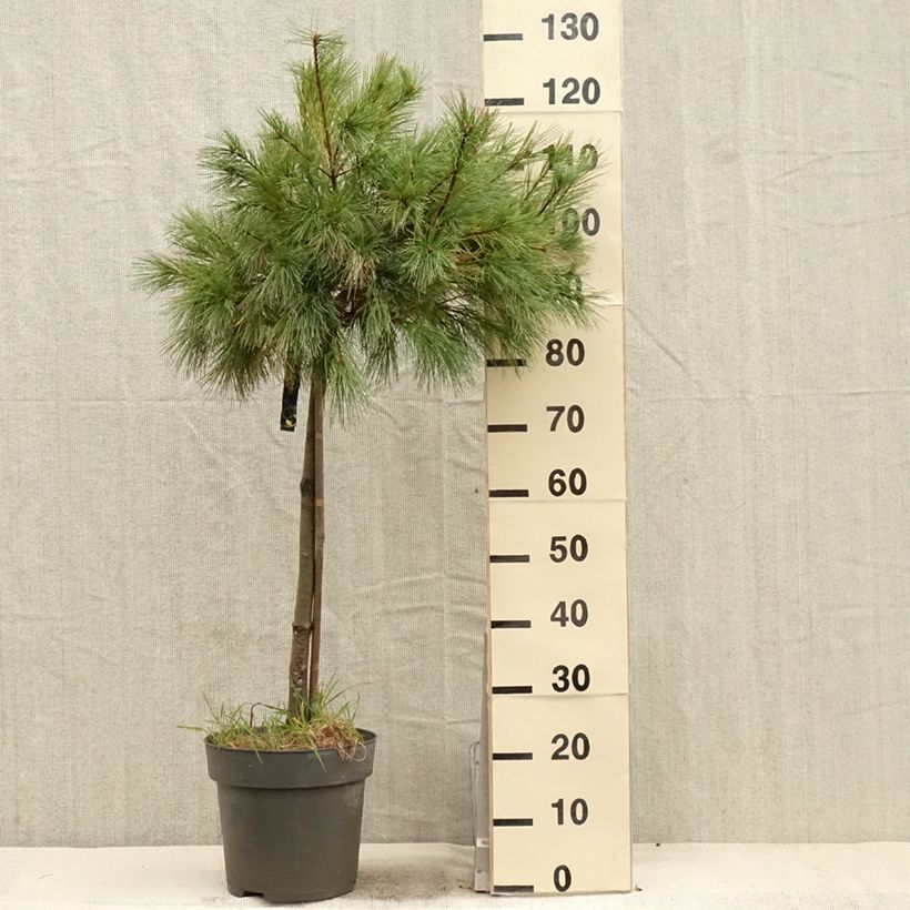 Example of Pin de Weymouth nain - Pinus strobus Mary Butler Pot de 7,5L/10L, Tige, Tige de 60 cm as you get in printemps