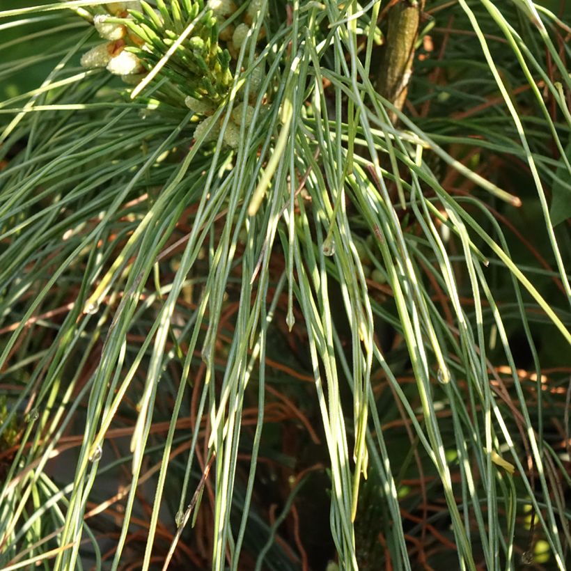 Pin de Weymouth nain - Pinus strobus Niagara Falls (Foliage)