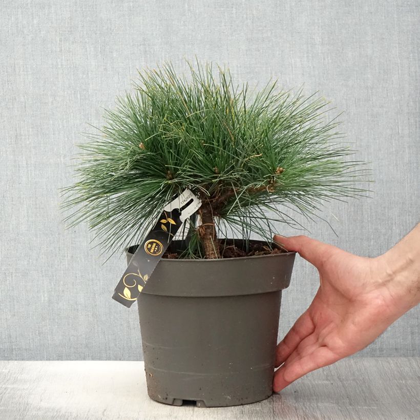 Example of Pin de Weymouth nain - Pinus strobus Niagara Falls Pot de 3L/4L as you get in printemps