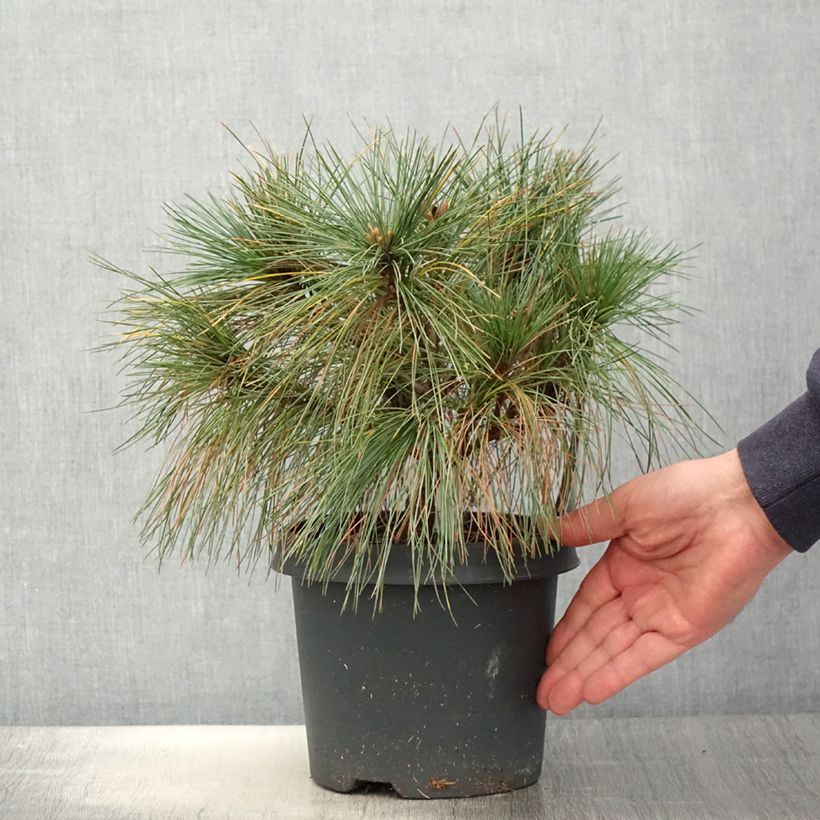 Example of Pin de Weymouth nain - Pinus strobus Radiata Pot de 3L/4L as you get in printemps