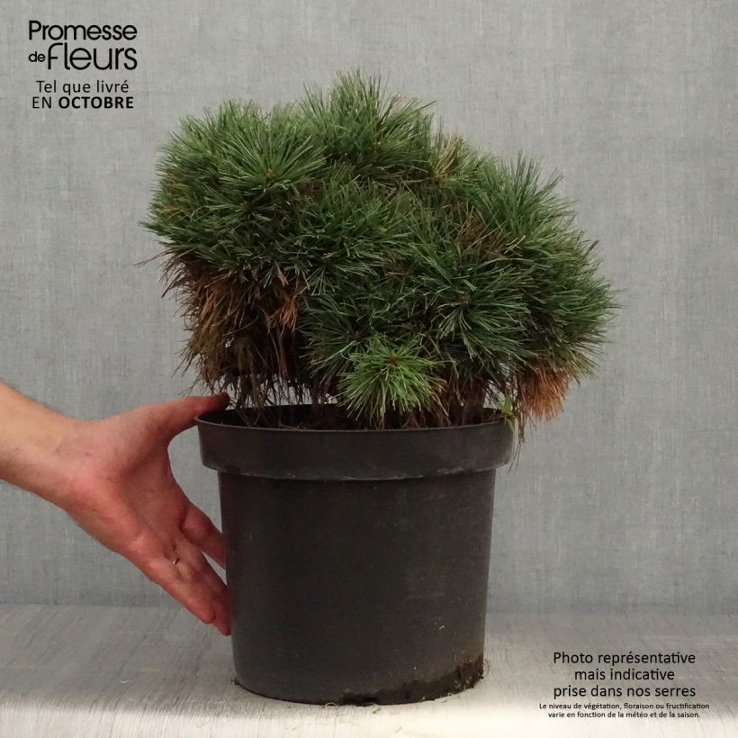 Spécimen de Pin de Weymouth - Pinus strobus Ontario                        Pot de 7,5L/10L, Tige, Tige de 60 cm tel que livré en automne