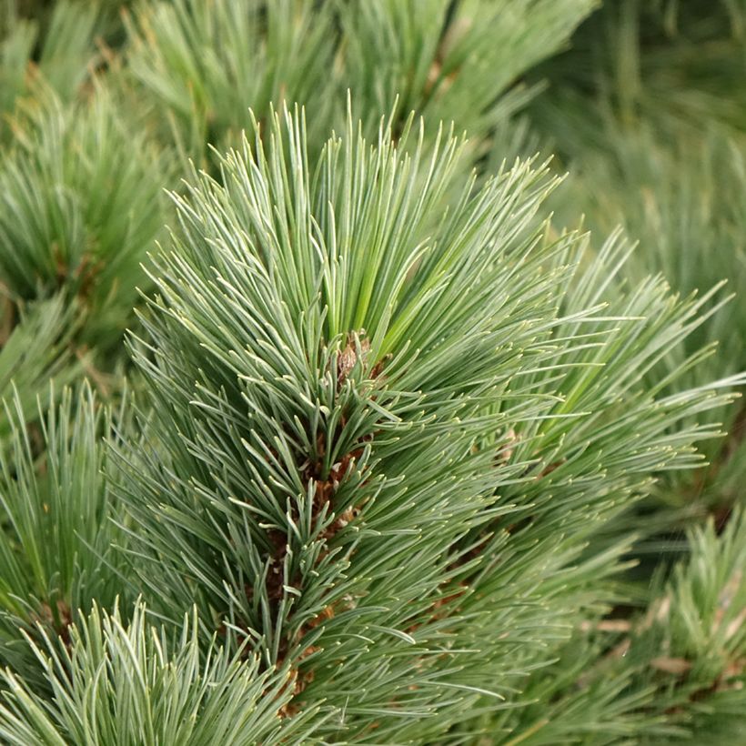 Pin de Weymouth - Pinus strobus Secrest (Foliage)