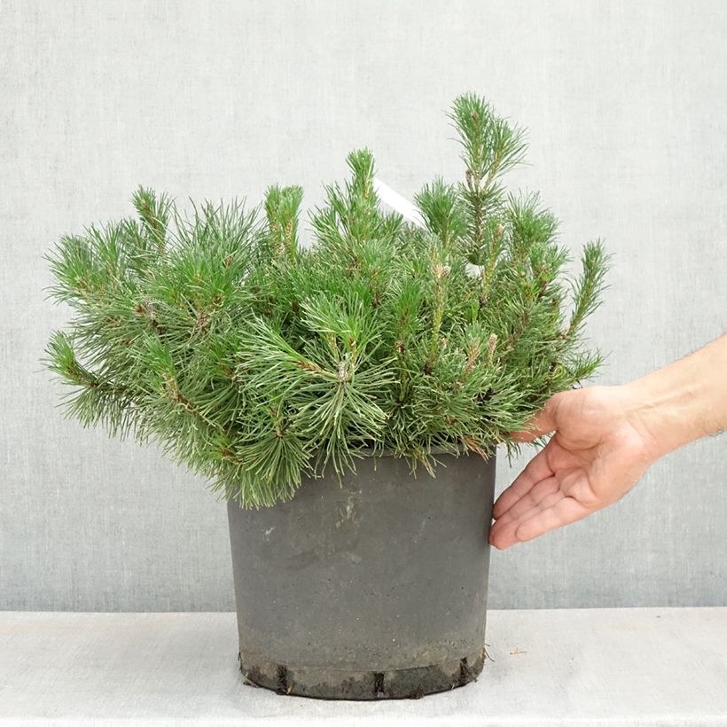 Example of Pin des montagnes - Pinus mugo mughus Pot de 7,5L/10L as you get in printemps
