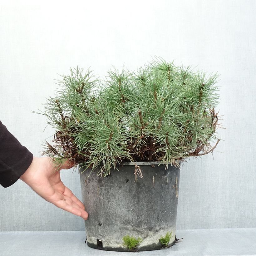 Spécimen de Pin des montagnes - Pinus mugo mughus Pot de 7,5L/10L tel que livré en automne
