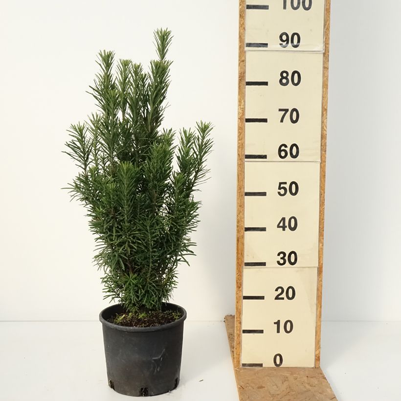 Spécimen de Pin japonais à queue de vache - Cephalotaxus harringtonia Fastigiata Pot de 4L/5L tel que livré en automne