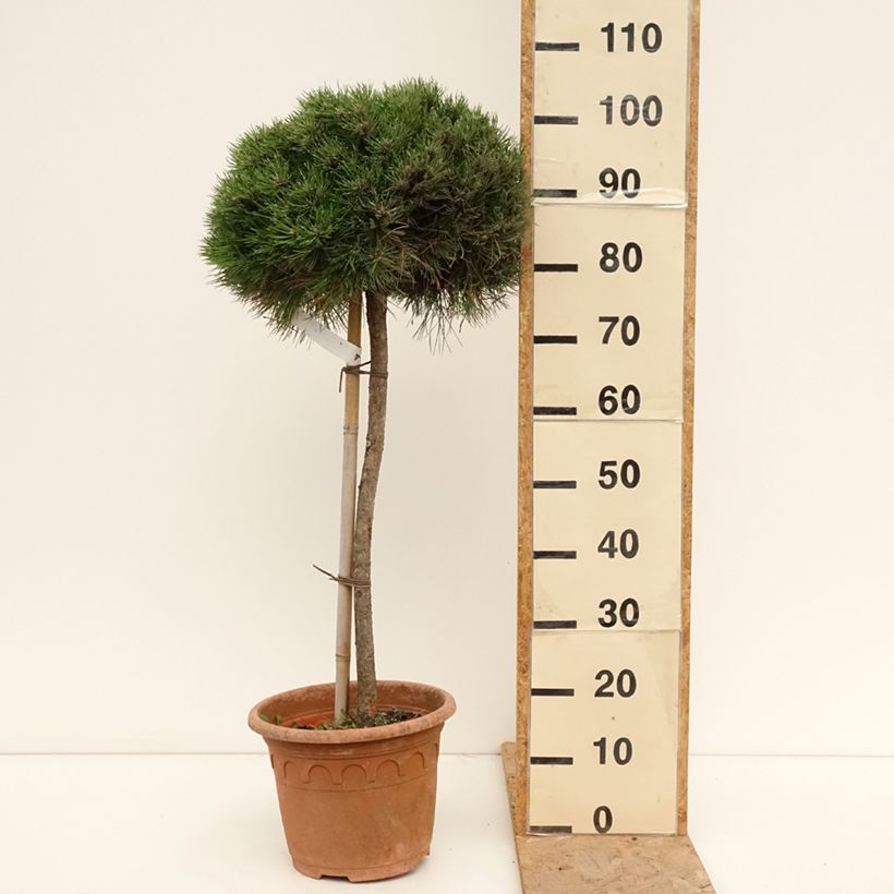 Spécimen de Pin noir - Pinus nigra Marie Brégeon Pot de 7,5L/10L, Demi-Tige, Demi-tige/ Tige de 70/80 cm tel que livré en été