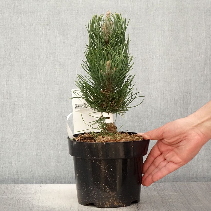 Example of Pin noir - Pinus nigra Oregon Green Pot de 2L/3L as you get in printemps
