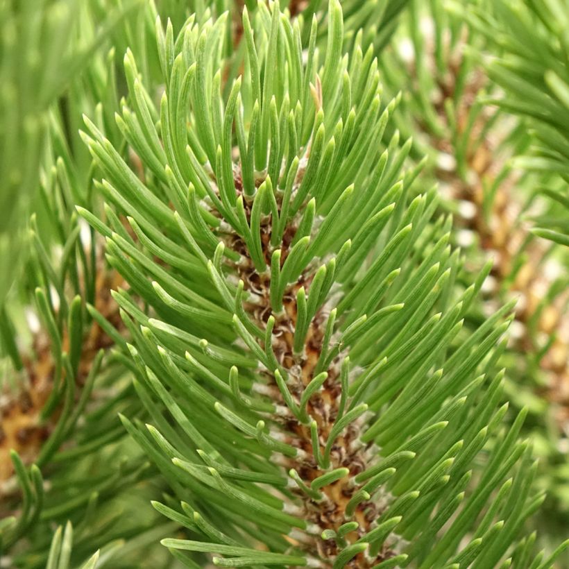 Pin noir - Pinus nigra Oregon Green (Foliage)