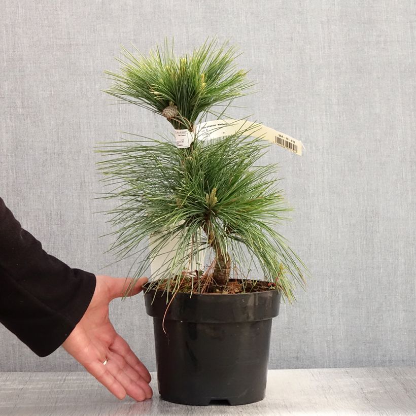 Example of Pin - Pinus schwerinii Wiethorst Pot de 2L/3L as you get in printemps