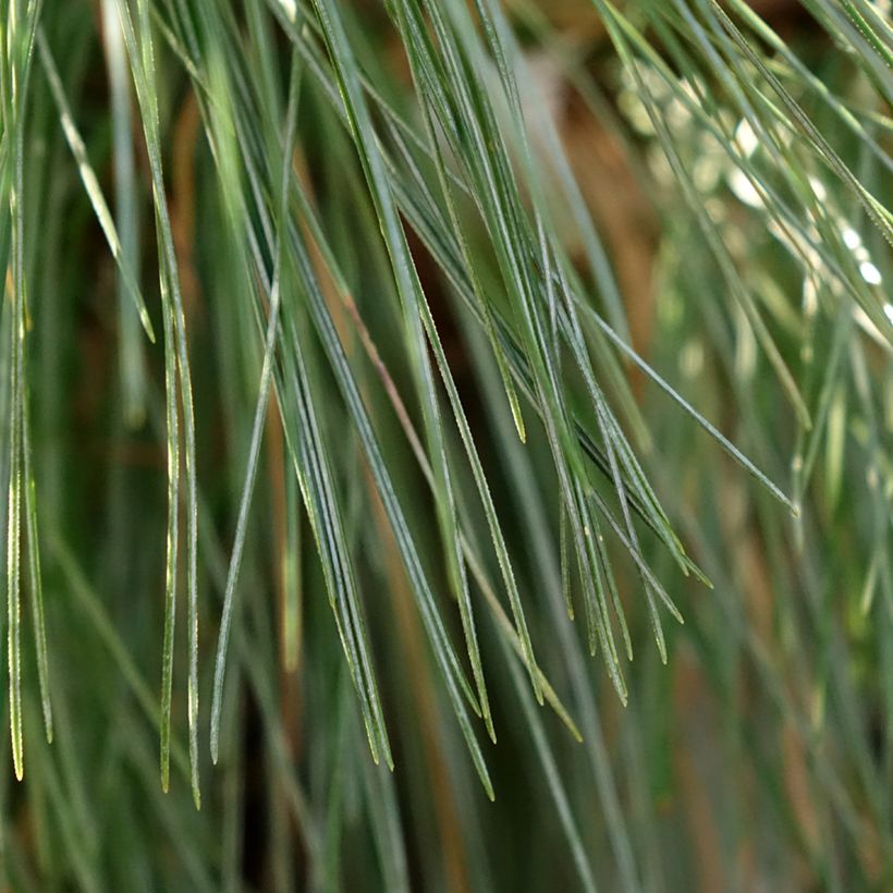 Pin - Pinus schwerinii Wiethorst (Foliage)