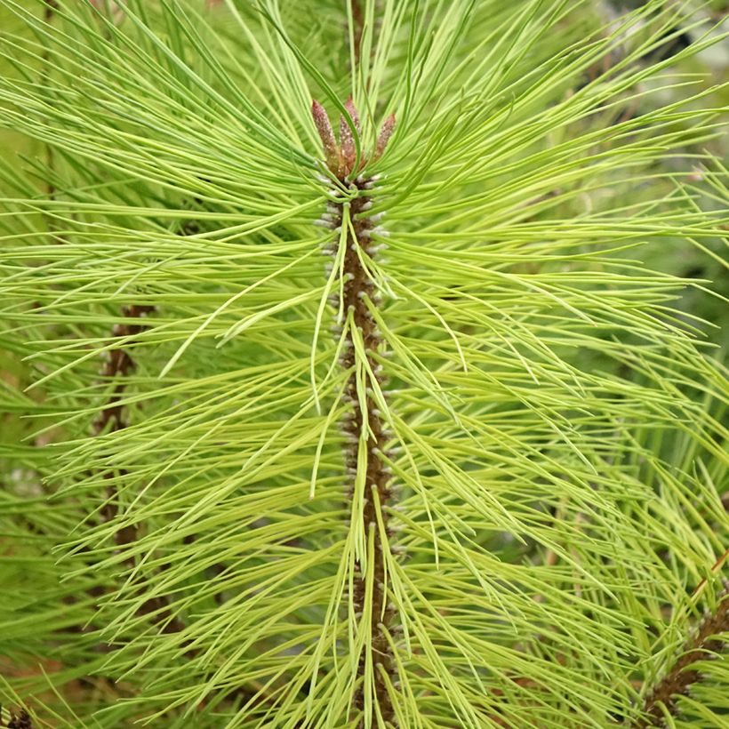 Pin ponderosa - Pinus ponderosa (Foliage)