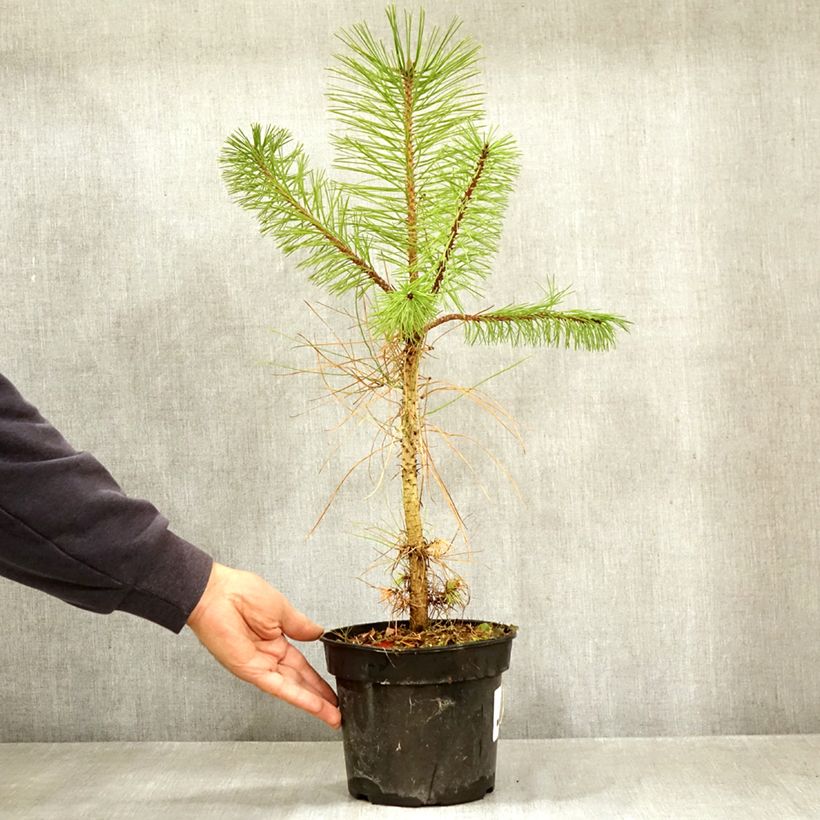 Spécimen de Pin ponderosa - Pinus ponderosa Pot de 3L/4L tel que livré en automne