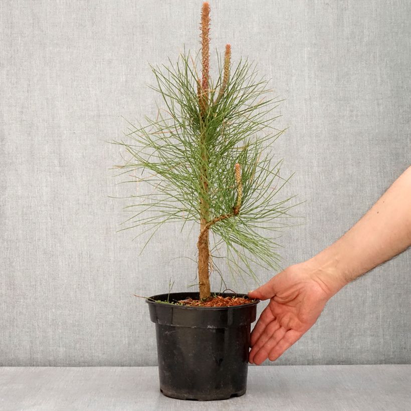 Example of Pin ponderosa - Pinus ponderosa Pot de 3L/4L as you get in printemps