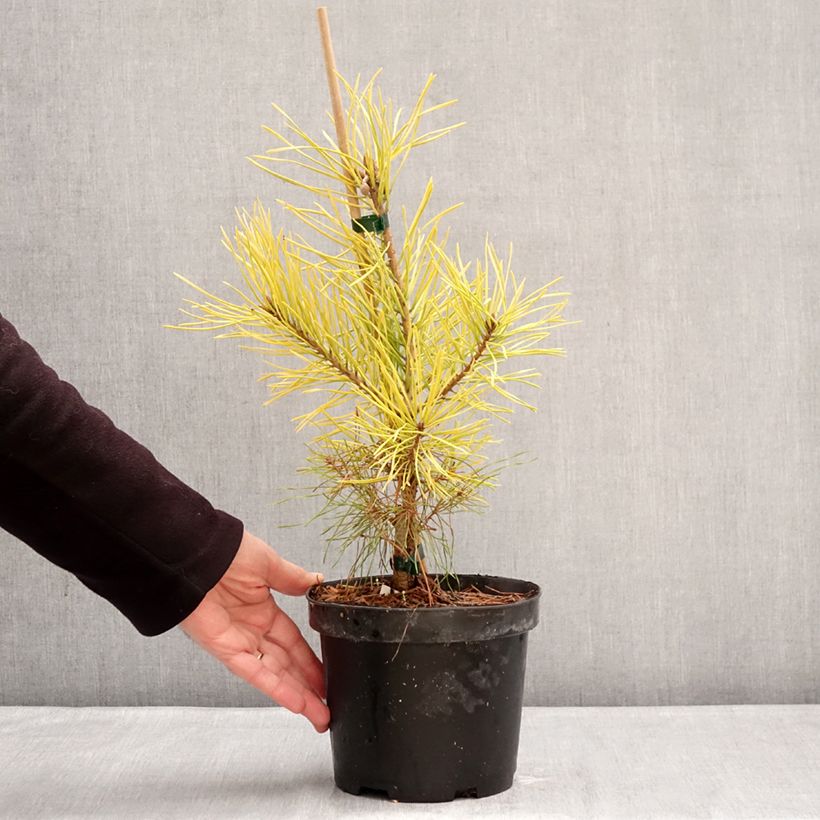 Example of Pin sylvestre nain - Pinus sylvestris Wintergold Pot de 3L/4L as you get in hiver