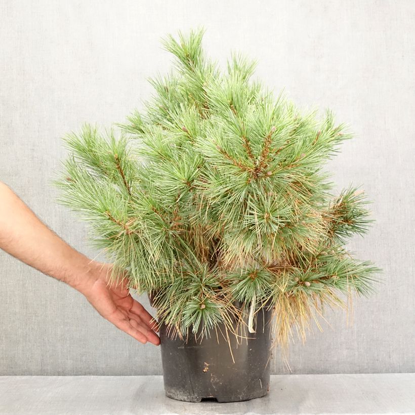 Spécimen de Pin Weymouth - Pinus strobus Blue Shag Pot de 7,5L/10L tel que livré en été
