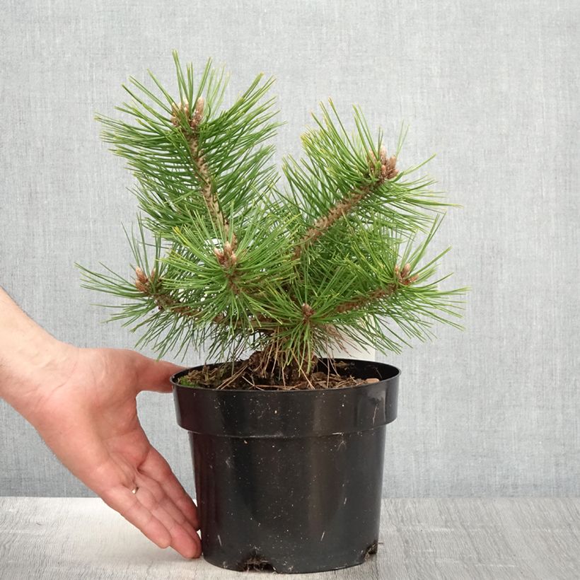 Spécimen de Pinus densiflora Jane Kluis - Pin rouge du Japon Pot de 2L/3L tel que livré au printemps