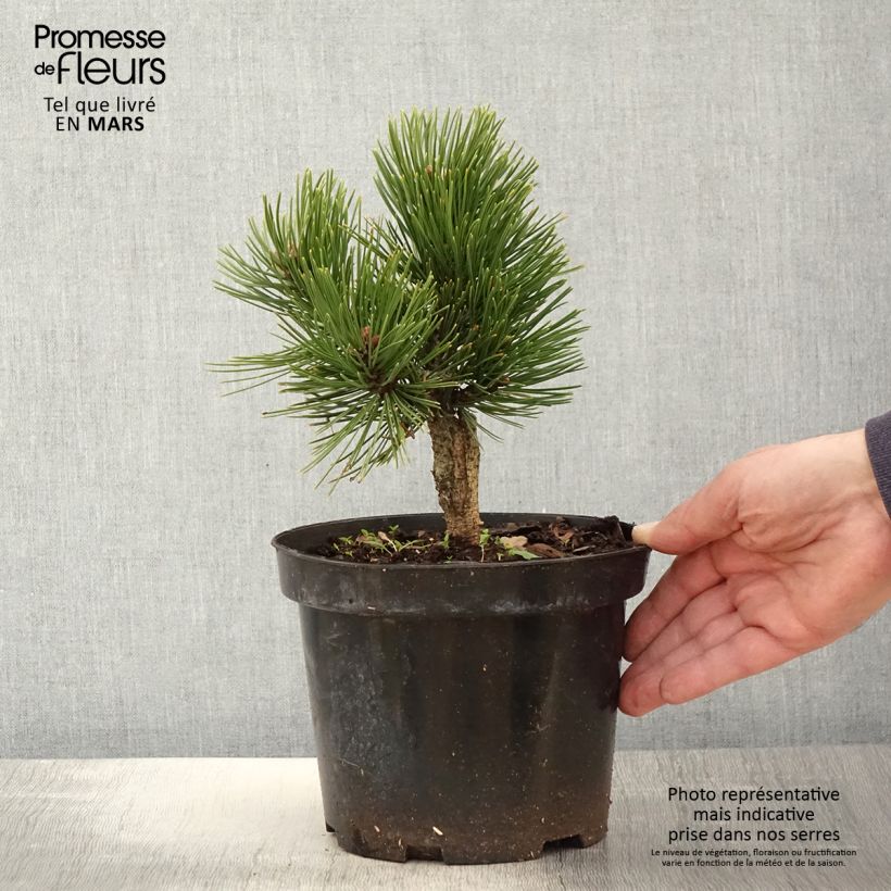 Example of Pinus heldreichii Schmidtii - Pin de Bosnie                       Pot de 2L/3L as you get in printemps
