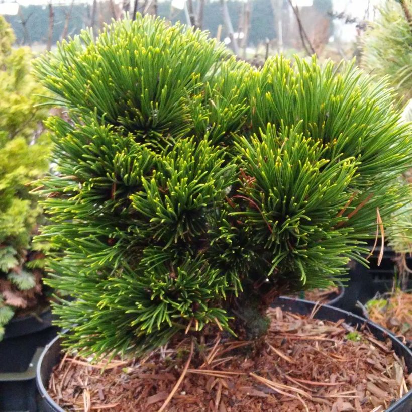 Pinus heldreichii Schmidtii - Pin de Bosnie                       (Plant habit)