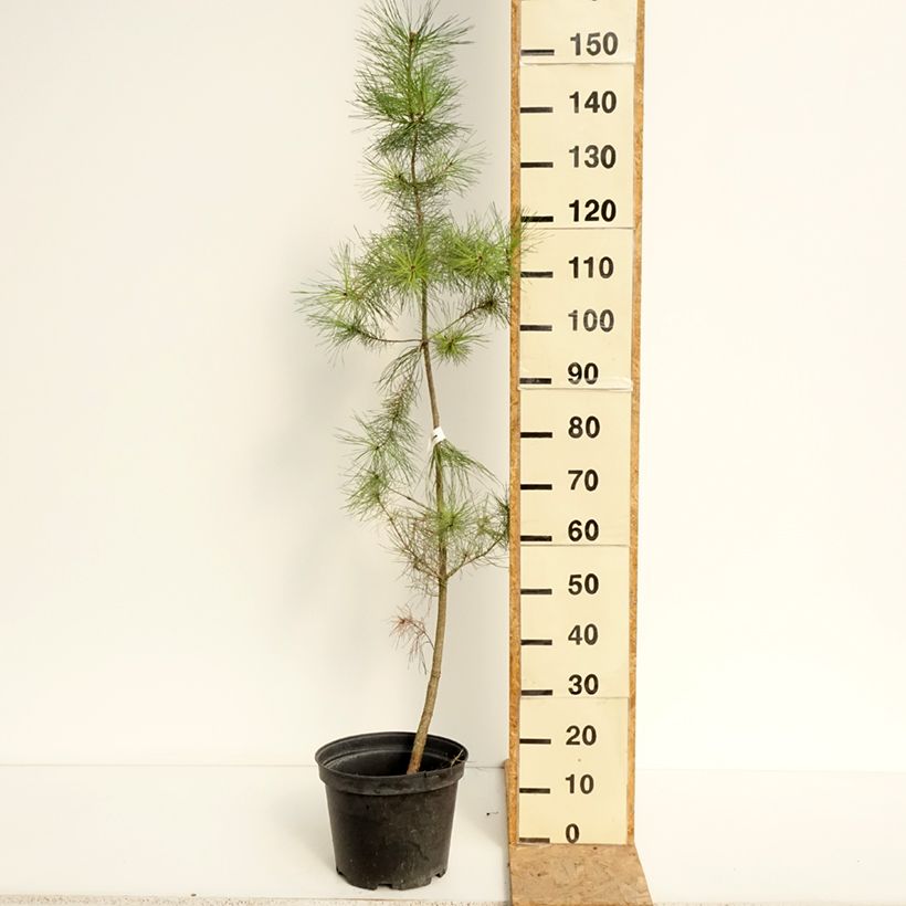 Spécimen de Pinus insignis (radiata) - Pin de Monterey Pot de 7,5L/10L tel que livré en été