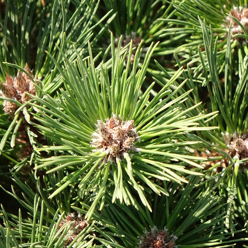 Pinus nigra Pierrick Brégeon  - Pin noir (Foliage)