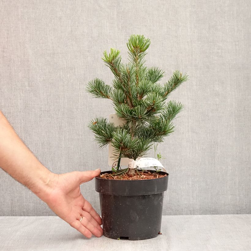 Example of Pinus parviflora Negishi - Pin blanc japonais Pot de 2L/3L as you get in ete