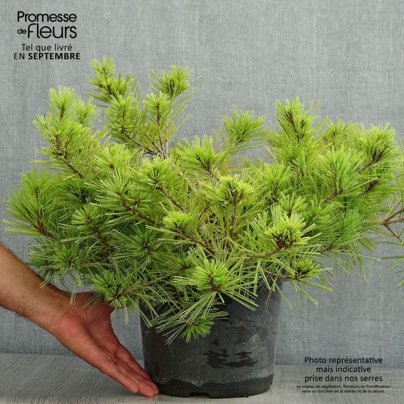 Spécimen de Pinus strobus Minima - Pin de Weymouth Pot de 7,5L/10L tel que livré en été