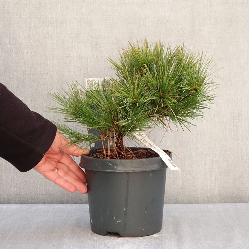 Example of Pinus strobus Minima - Pin de Weymouth Pot de 2L/3L as you get in hiver