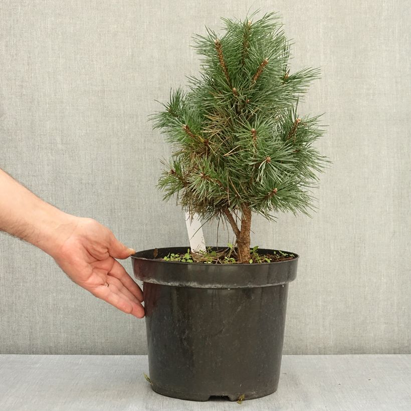 Spécimen de Pinus sylvestris Watereri - Pin sylvestre Pot de 7,5L/10L tel que livré en été