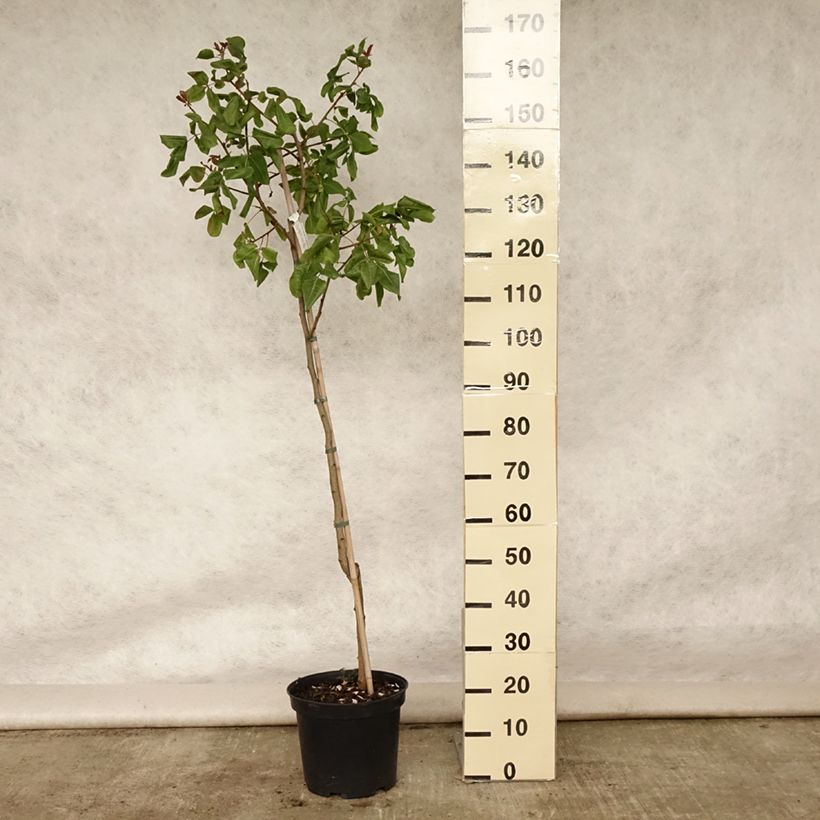 Spécimen de Pistachier femelle Kerman - Pistacia vera  Pot de 7,5L/10L, Demi-Tige tel que livré en été