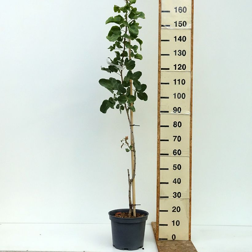Spécimen de Pistachier mâle Peters - Pistacia vera  Pot de 7,5L/10L, Demi-Tige tel que livré en été