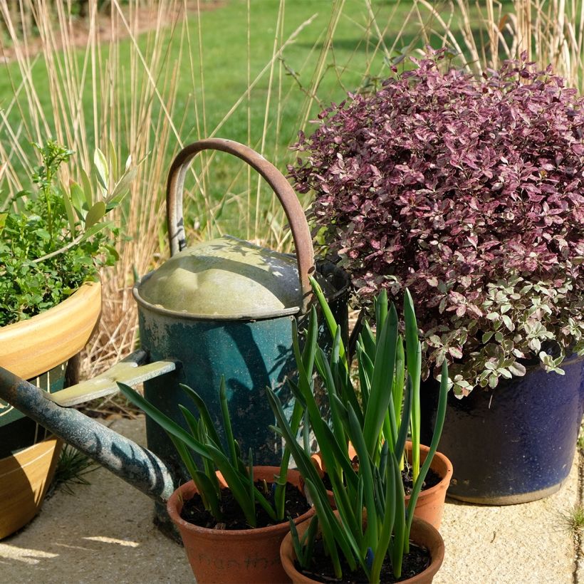 Pittosporum tenuifolium Bannow Bay (Plant habit)