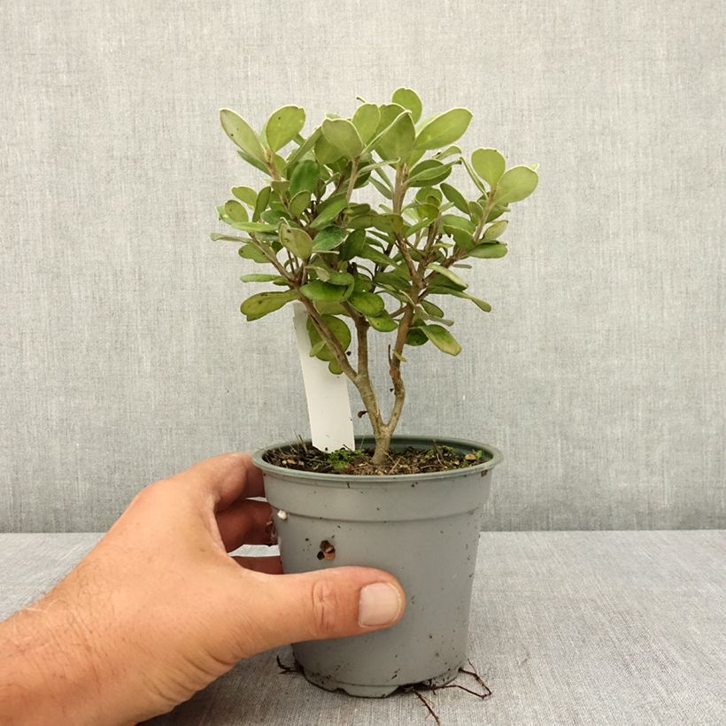 Spécimen de Pittosporum crassifolium Pot Belly - Pittospore à feuilles épaisses Pot de 12 cm / 13 cm tel que livré en été