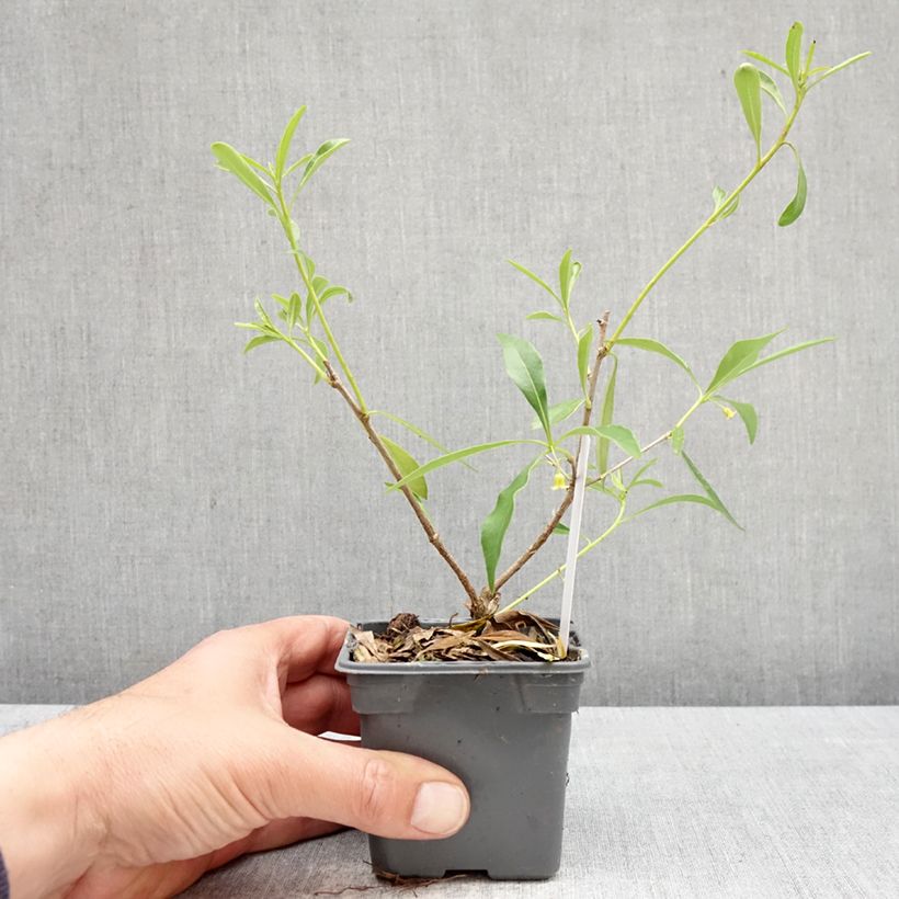 Spécimen de Pittosporum heterophyllum - Pittospore à feuilles variables Godet de 8/9 cm tel que livré au printemps