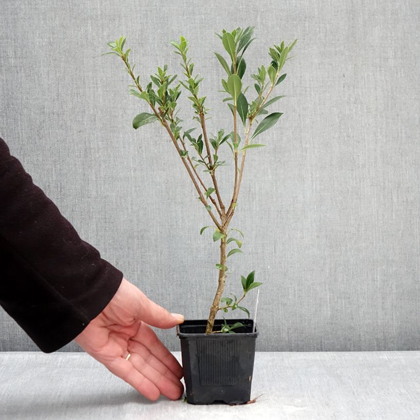 Example of Pittosporum heterophyllum Quissac - Pittospore à feuilles variables Godet de 8/9 cm as you get in hiver