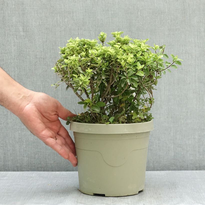 Spécimen de Pittosporum Orbitea - Pittosporum à petites feuilles Pot de 3L/4L tel que livré en été