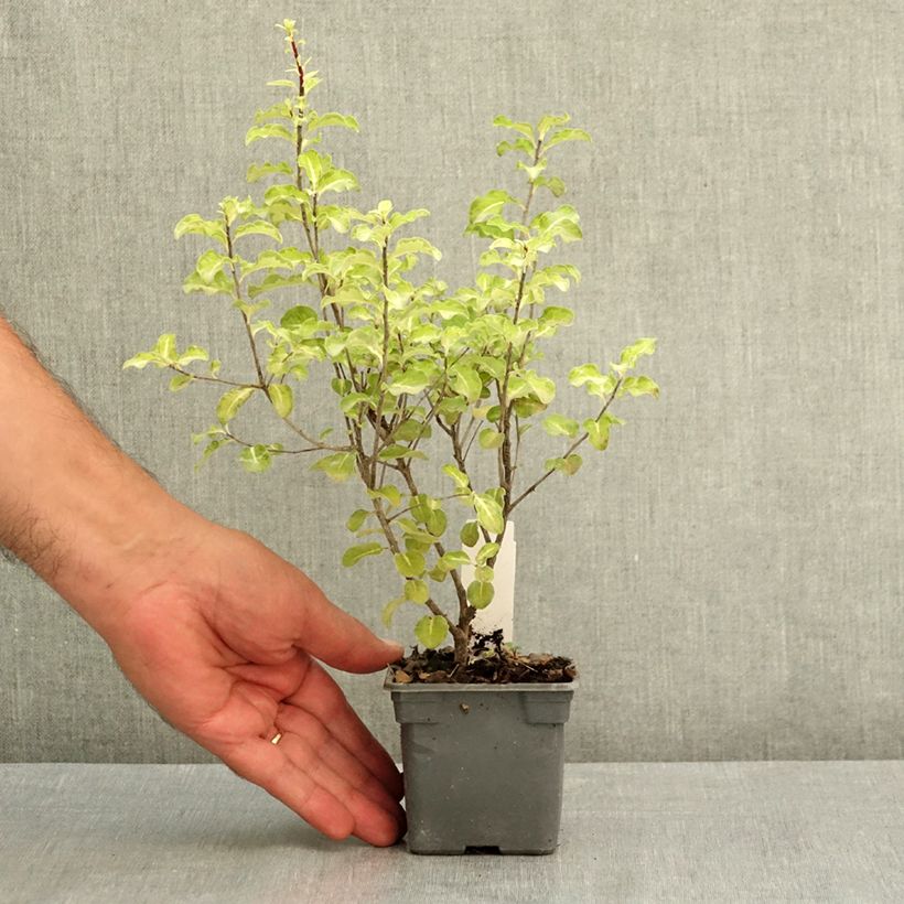 Spécimen de Pittosporum tenuifolium Abbotsbury Gold Godet de 8/9 cm tel que livré en été