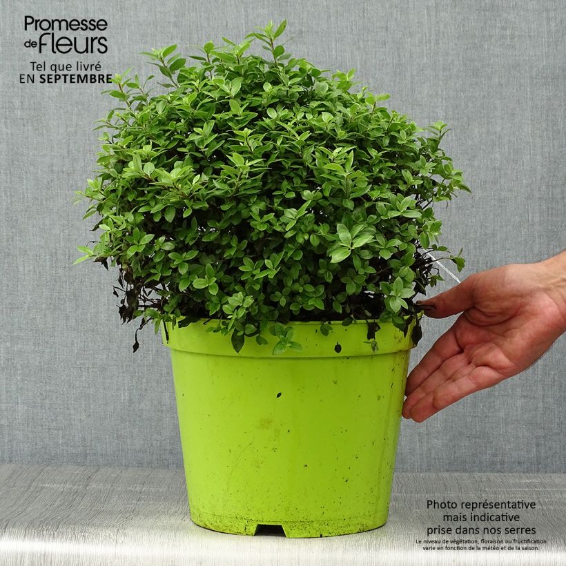 Spécimen de Pittosporum tenuifolium Golf ball - Pittosporum à petites feuilles Pot de 7,5L/10L, Boule, Boule 30/40 tel que livré en automne