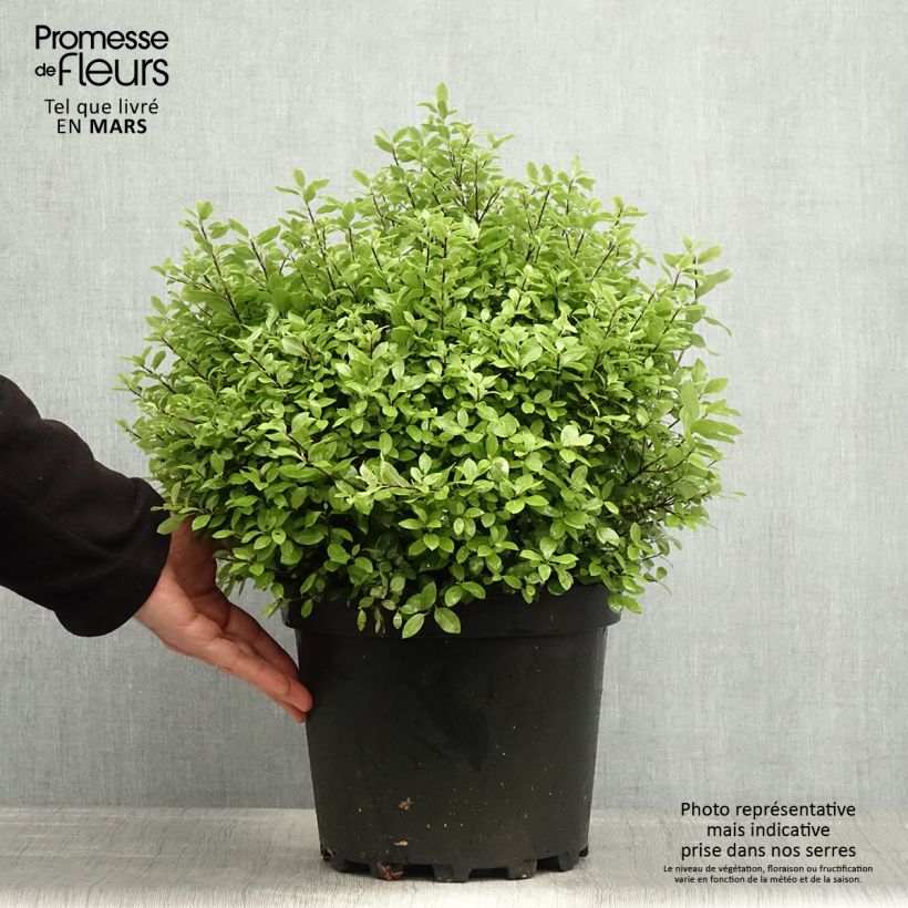 Example of Pittosporum tenuifolium Golf ball - Pittosporum à petites feuilles Pot de 7,5L/10L, Boule, Boule 30/40 as you get in printemps