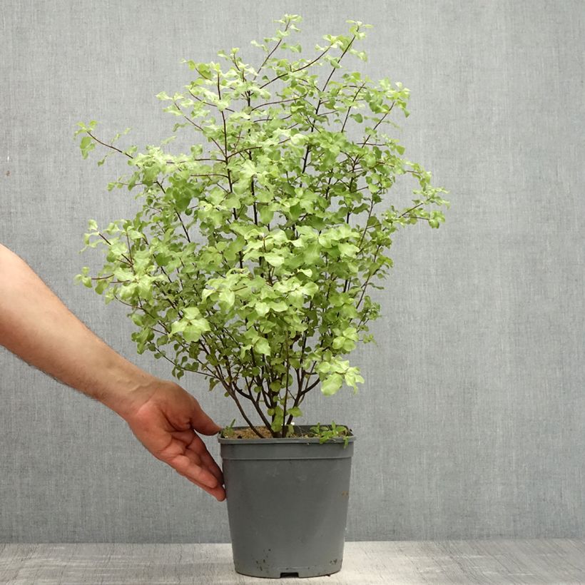 Example of Pittosporum tenuifolium Green Elf Pot de 4L/5L as you get in printemps