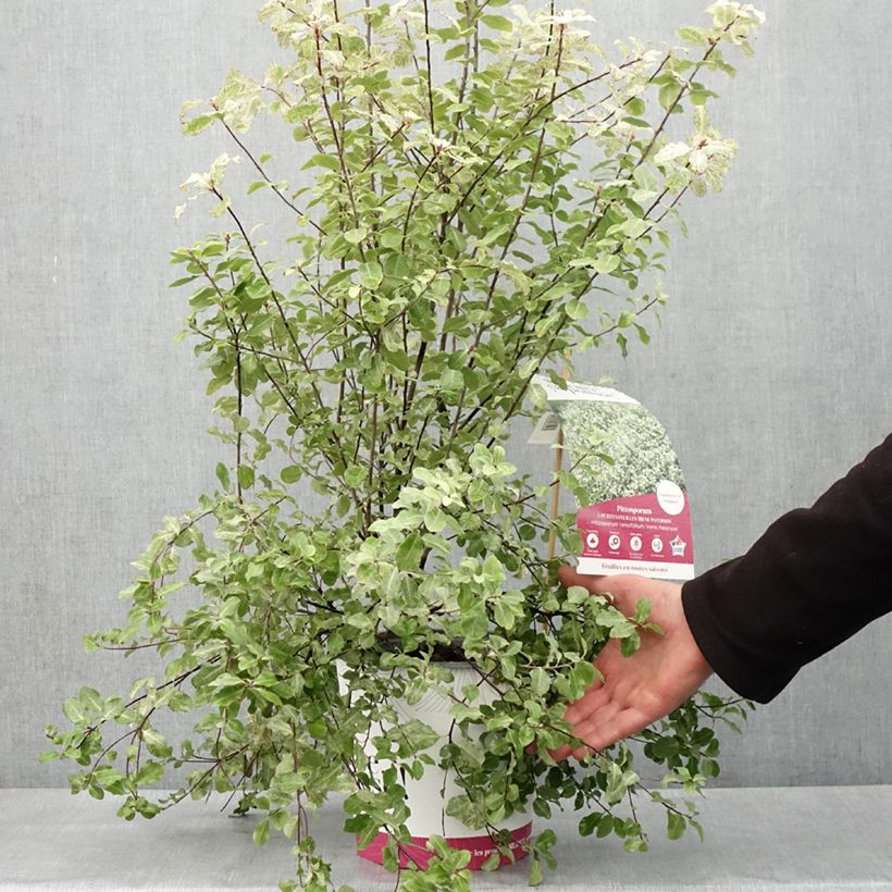 Example of Pittosporum tenuifolium Irene Patterson Pot de 4L/5L as you get in printemps